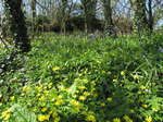 SX05217 Purple Lesser Celandine (Ranunculus ficaria) and yellow Lesser Celandine (Ranunculus ficaria) flowers.jpg